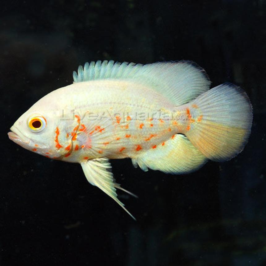Rated #36: Freshwater Fish - Astronotus Ocellatus - Albino Oscar Stocking In 150 Gallons Tank - i love fishes