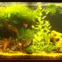 55 gallons planted tank (mostly live plants and fish) - bonzi look