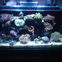 16 gallons reef tank (mostly live coral and fish) - My Coral Tank