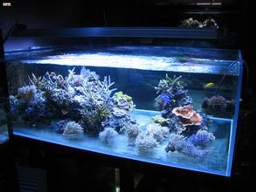 Rated #42: 23 Gallons Reef Tank - 123