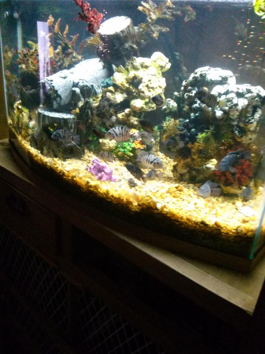Rated #100: 55 Gallons Freshwater Fish Tank - Simple 55gal bow front tank with lots of convicts