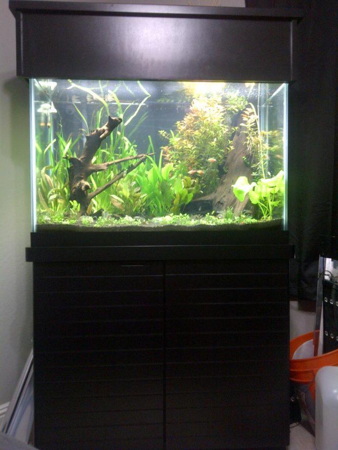 65 gallons planted tank (mostly live plants and fish) - 65gal 
ada soil 
power compacts 
press co2