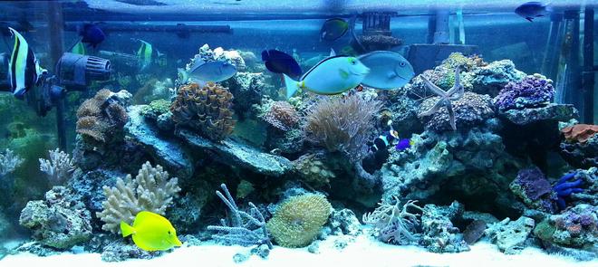 75 gallons reef tank (mostly live coral and fish) - 75 gallon reef