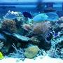 75 gallons reef tank (mostly live coral and fish) - 75 gallon reef