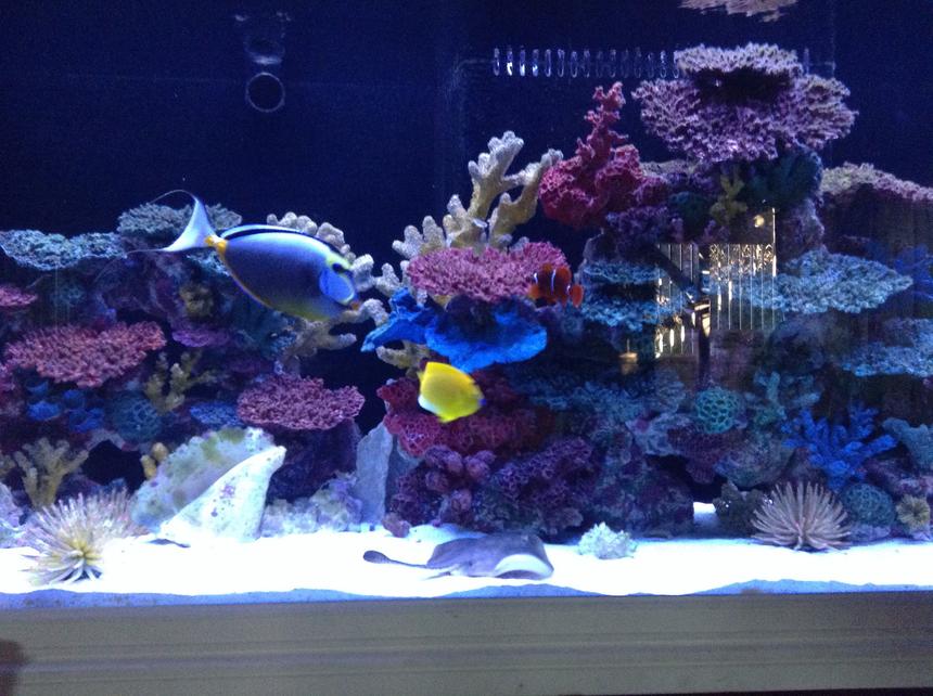 Rated #32: 300 Gallons Reef Tank - My 300 gallon fowler. Recessed in the wall,
180 gallon sump,
Did all the work myself...