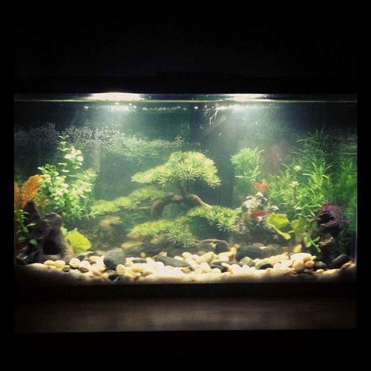 10 gallons freshwater fish tank (mostly fish and non-living decorations) - First tank