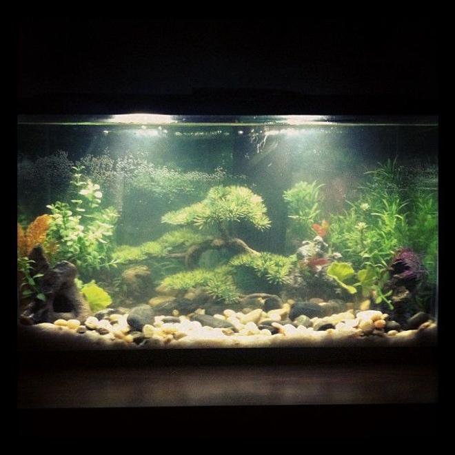 10 gallons freshwater fish tank (mostly fish and non-living decorations) - First tank