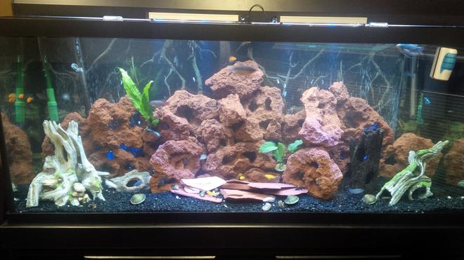 120 gallons freshwater fish tank (mostly fish and non-living decorations) - First Ciclid Tank 120 gallons.  Lava rock and fake wood decorations