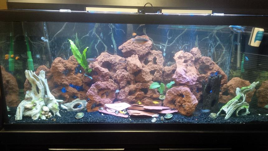 Rated #80: 120 Gallons Freshwater Fish Tank - First Ciclid Tank 120 gallons.  Lava rock and fake wood decorations