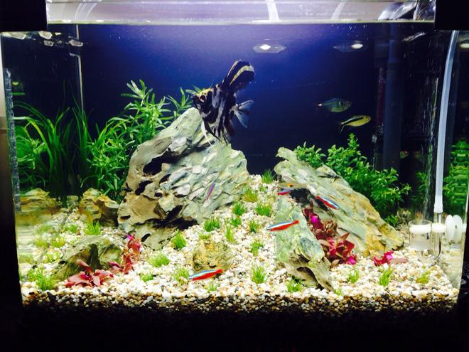 10 gallons planted tank (mostly live plants and fish) - Newly planted tank fingers crossed