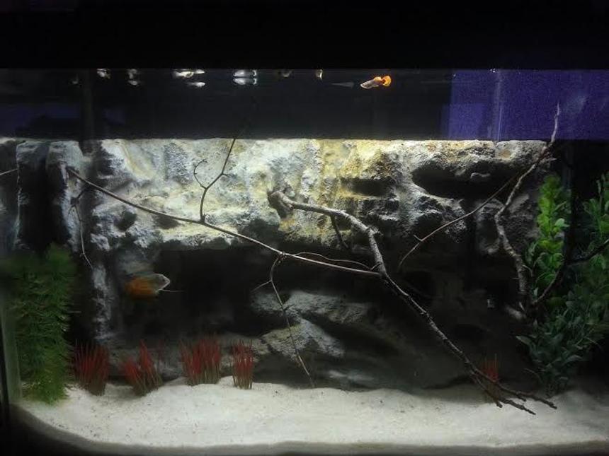 Rated #11: 29 Gallons Freshwater Fish Tank - 29 gallon with homemade 3D rock background and fake plants.