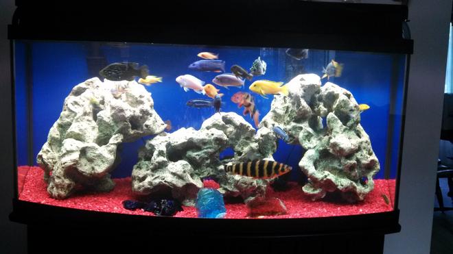 72 gallons freshwater fish tank (mostly fish and non-living decorations) - My 72 gallon bow front, mostly African Cichlid. Comments welcome!  I'm always looking for ideas.
