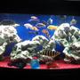 72 gallons freshwater fish tank (mostly fish and non-living decorations) - My 72 gallon bow front, mostly African Cichlid. Comments welcome! I'm always looking for ideas.