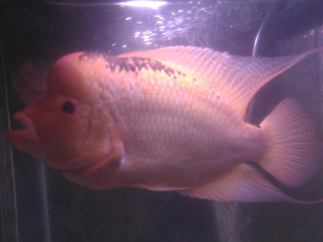 freshwater fish - cichlasoma sp. - flower horn cichlid stocking in 75 gallons tank