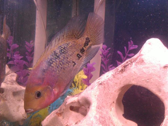 freshwater fish - cichlasoma synspilum - redheaded cichlid stocking in 75 gallons tank - synspillum