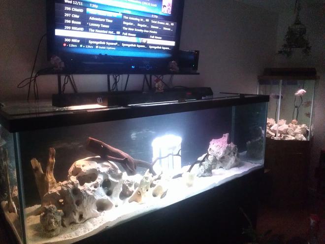 75 gallons freshwater fish tank (mostly fish and non-living decorations) - 180/65