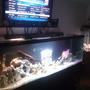 75 gallons freshwater fish tank (mostly fish and non-living decorations) - 180/65