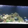270 gallons freshwater fish tank (mostly fish and non-living decorations) - 270 cichlid tank