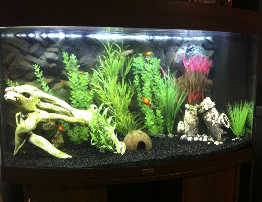 Rated #59: 40 Gallons Freshwater Fish Tank - Overall view of my tank