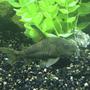 freshwater fish - corydoras paleatus - peppered cory cat stocking in 40 gallons tank - Peppered Corydora