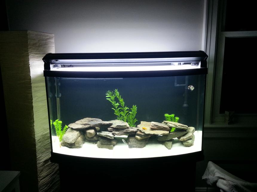 Rated #87: 46 Gallons Freshwater Fish Tank - 46 bow front