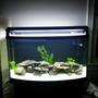 46 gallons freshwater fish tank (mostly fish and non-living decorations) - 46 bow front