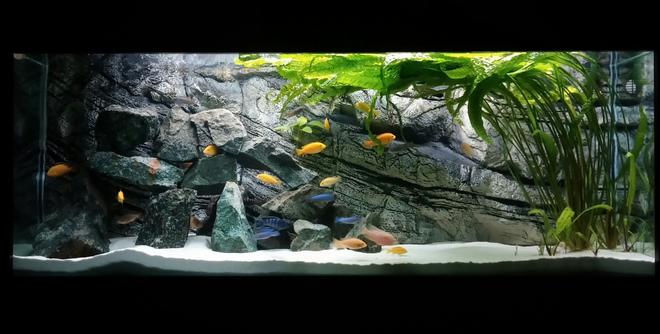 450 gallons freshwater fish tank (mostly fish and non-living decorations) - Mlawi tank