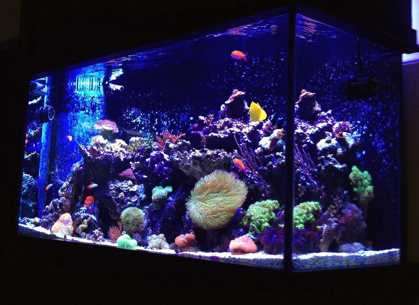 Rated #6: 90 Gallons Reef Tank - 90 Gallon Mixed Reef