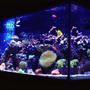 90 gallons reef tank (mostly live coral and fish) - 90 Gallon Mixed Reef