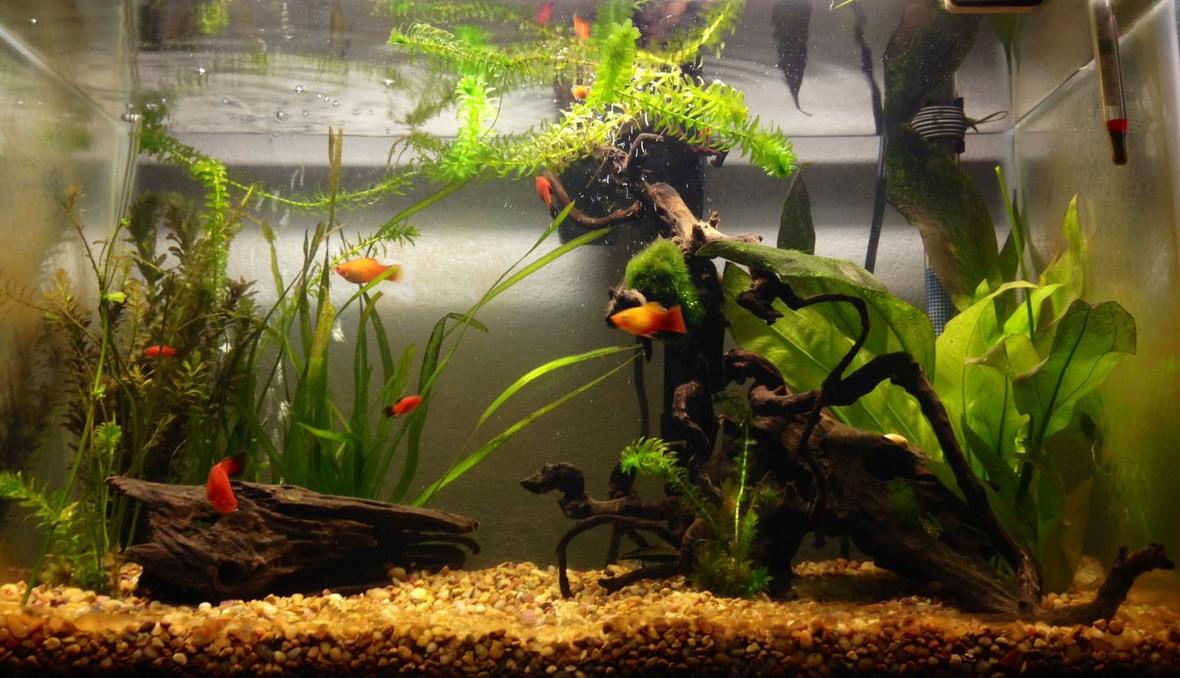 20 gallons planted tank (mostly live plants and fish) - 20 Gallon looking more like a fresh water habitat.