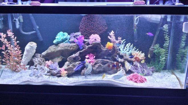 75 gallons saltwater fish tank (mostly fish, little/no live coral) - My 75 gallon fowler