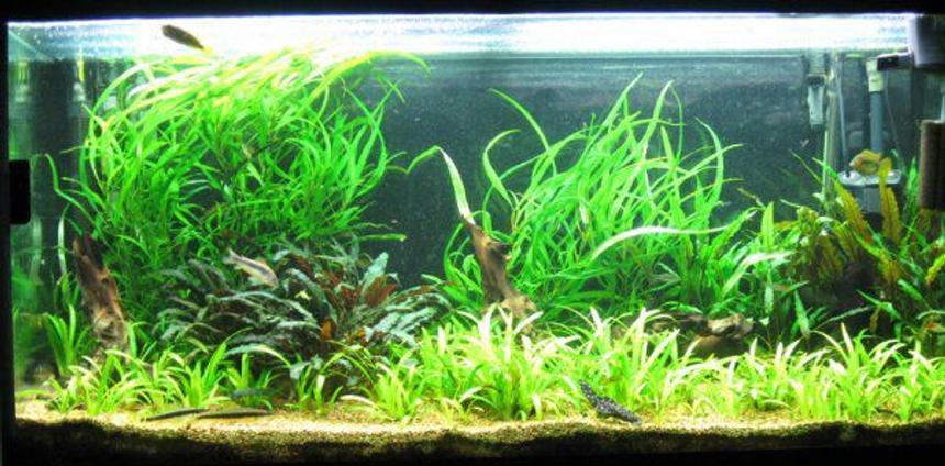 Rated #47: 86 Gallons Planted Tank