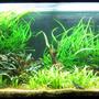 86 gallons planted tank (mostly live plants and fish)