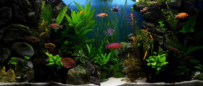70 gallons planted tank (mostly live plants and fish) - Planted african cichlids tank
Concept: healthy plants with the most colorful fish with character to rival marine aquariums