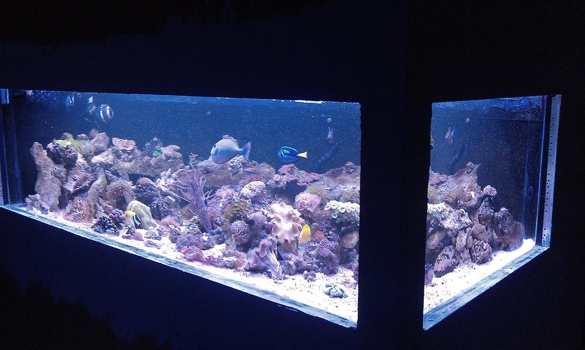 550 gallons reef tank (mostly live coral and fish) - 8' long 4' wide plywood tank