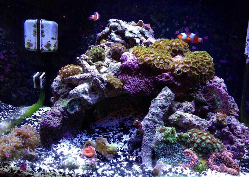 Rated #27: 14 Gallons Reef Tank - Here is my 14 gallon biocube and it's about 5 months old