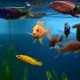 fish tank picture - Colorful cichlids