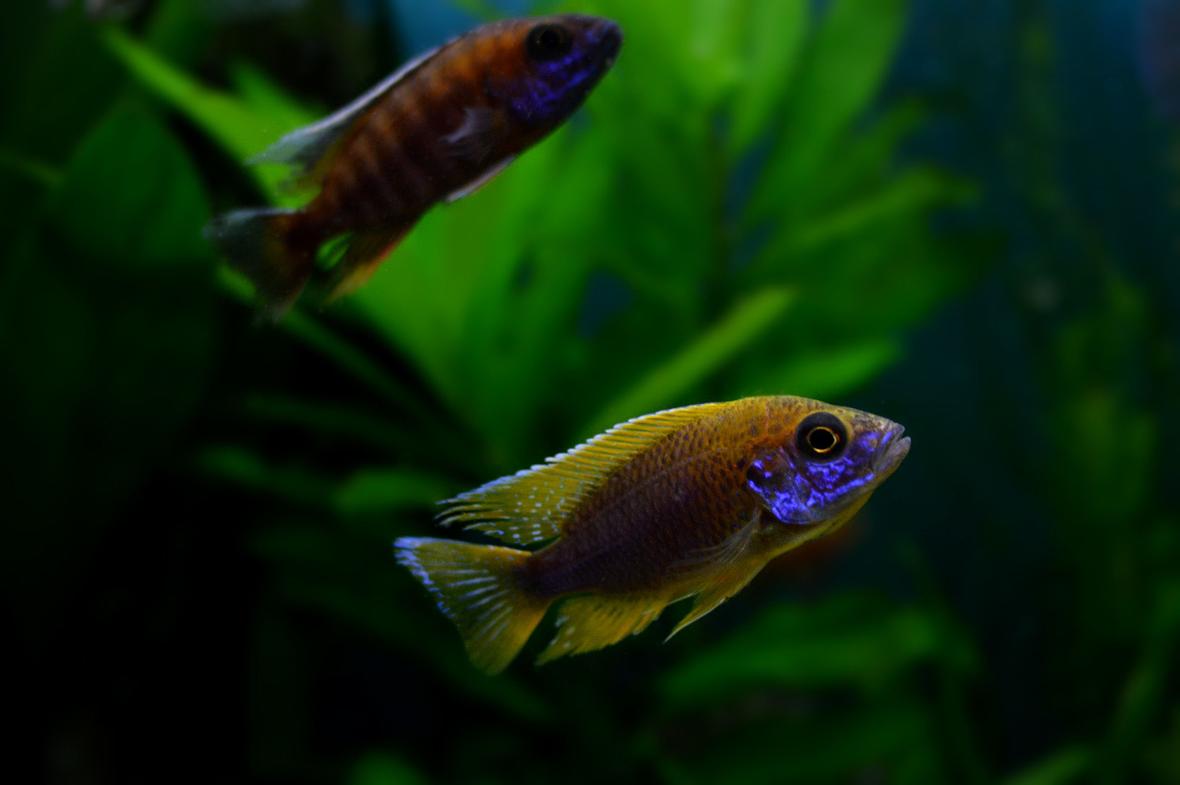 freshwater fish - aulonocara hansbaenschi - red peacock cichlid stocking in 70 gallons tank - colorful peacock cichlid