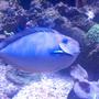 saltwater fish - naso vlamingii - vlamingii tang stocking in 550 gallons tank - Vlamingii tang 14"