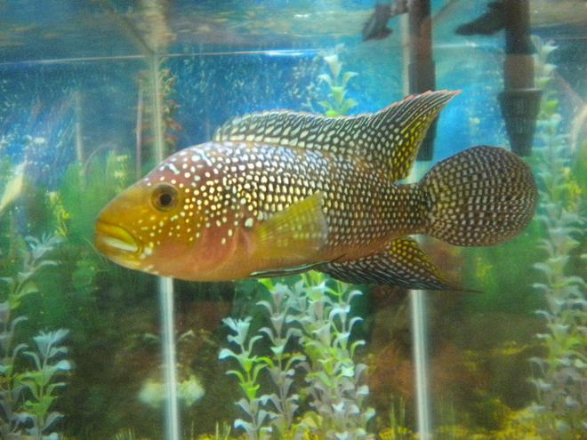 freshwater fish - nandopsis octofasciatum - jack dempsey stocking in 80 gallons tank - Jack Dempsey Cichlid