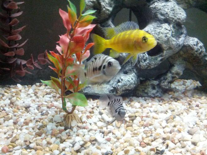 60 gallons freshwater fish tank (mostly fish and non-living decorations) - My first three fish