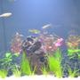 fish tank picture - Weeks 1 after set up.