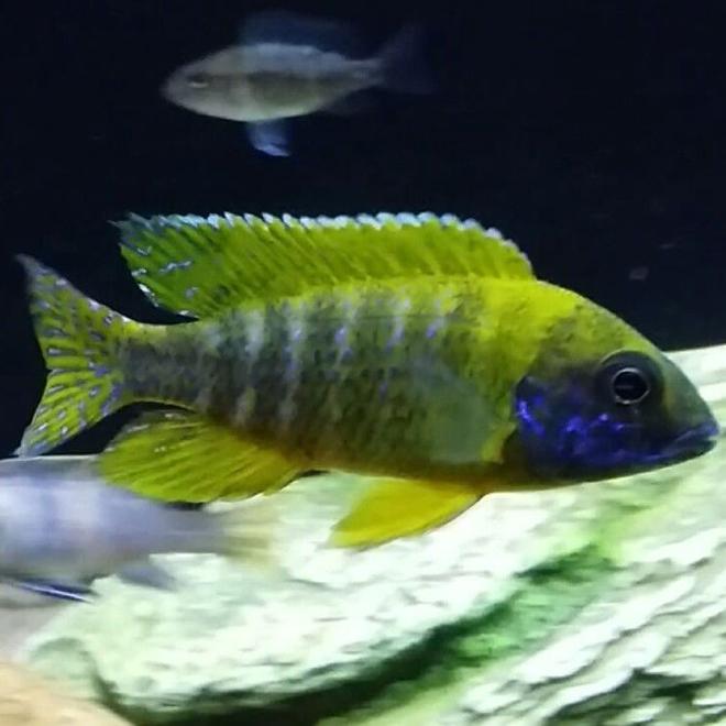 freshwater fish - aulonocara baenschi - sunshine peacock stocking in 55 gallons tank - Sunshine Peacock