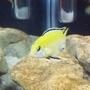 freshwater fish - labidochromis caeruleus - electric yellow cichlid stocking in 55 gallons tank - Half white half yellow lab