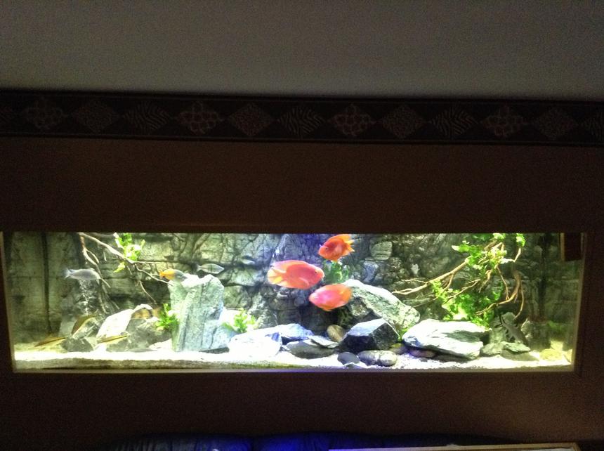 Rated #38: 210 Gallons Freshwater Fish Tank - 210 tank re-arranged