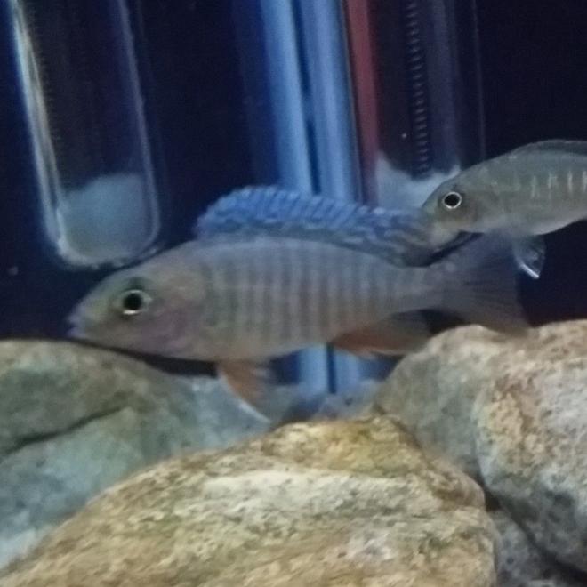 freshwater fish - aulonocara jacobfreibergi eureka - eureka red stocking in 55 gallons tank - Eureka Red Male