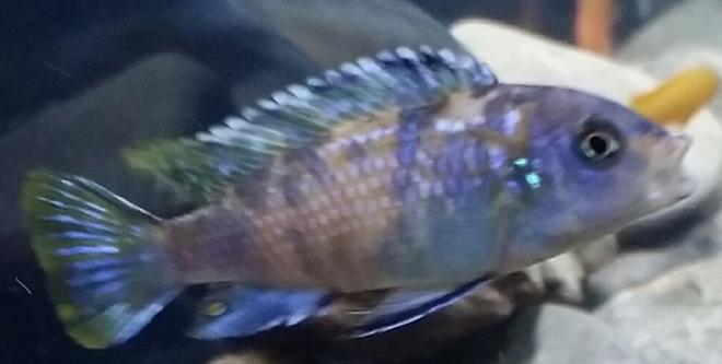 freshwater fish - aulonocara nyassae var. - peacock cichlid, orange blossom stocking in 55 gallons tank - OB Mbuna