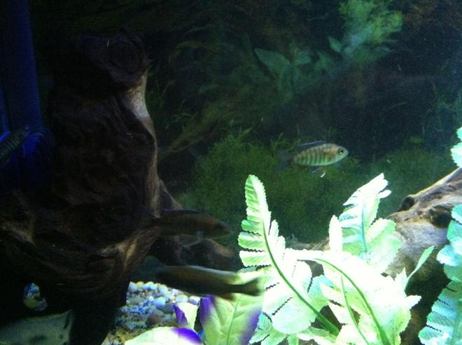 freshwater fish stocking in 100 gallons tank - Fish4