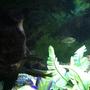 freshwater fish stocking in 100 gallons tank - Fish4