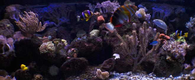 180 gallons reef tank (mostly live coral and fish) - 180 reef
